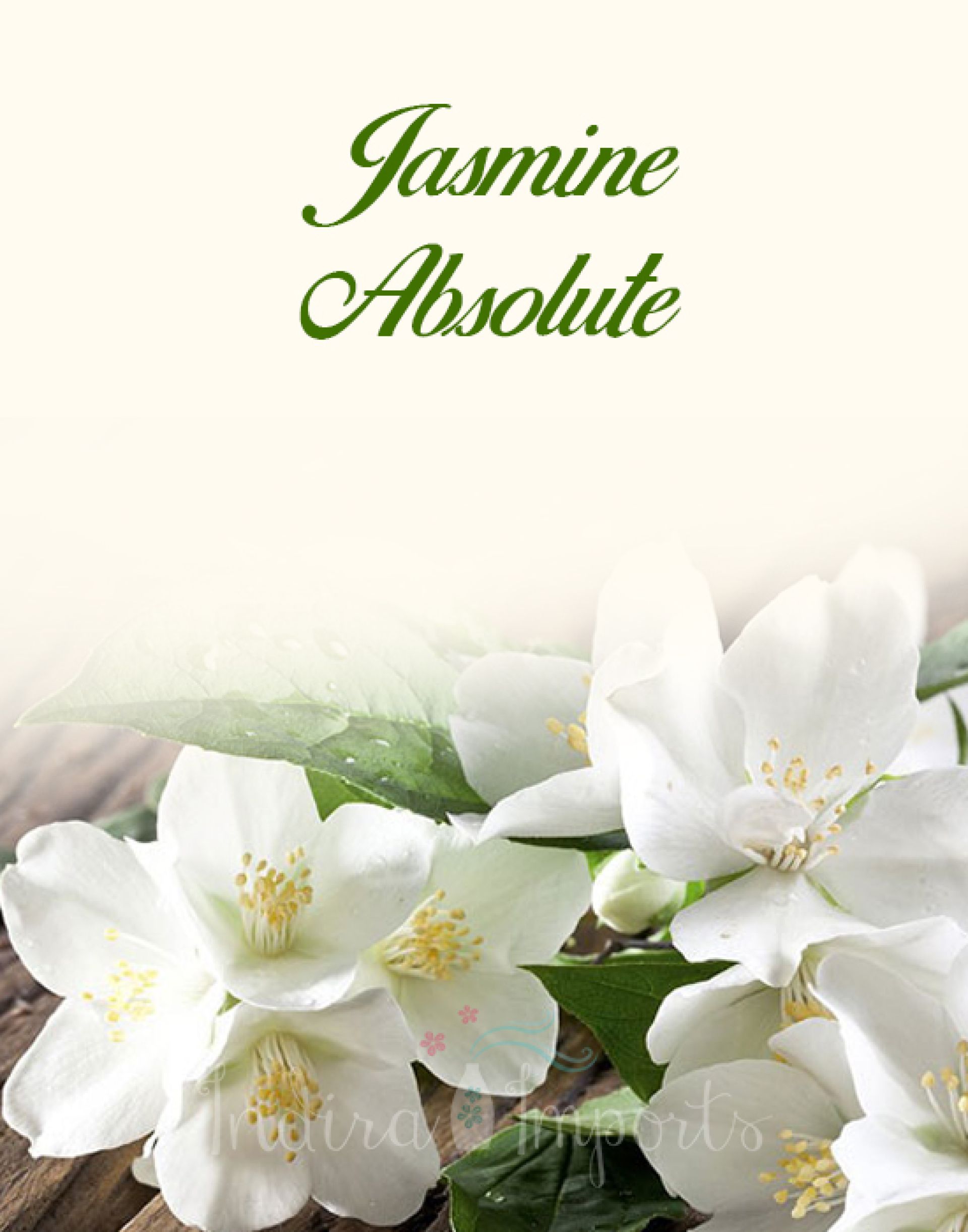 Jasmine Absolute
