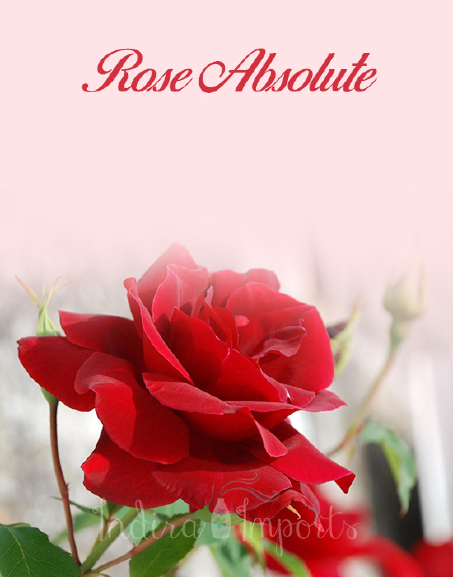 Rose Absolute