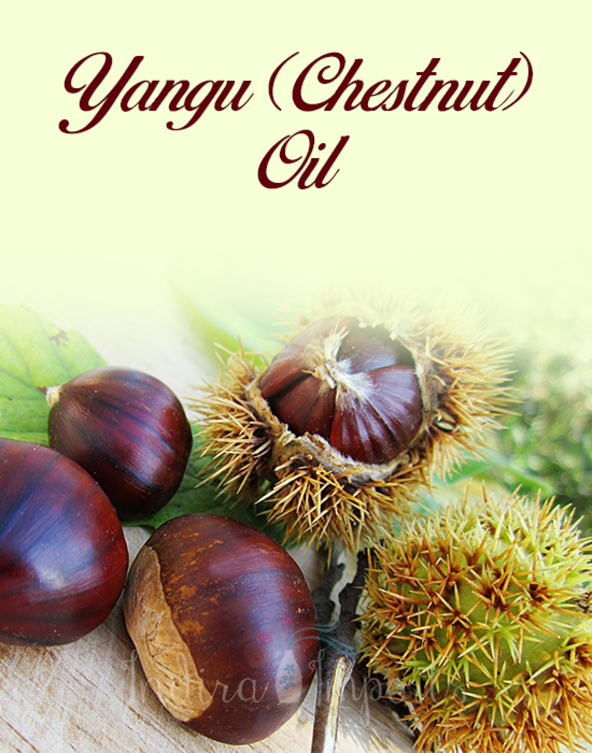 Yangu (Chestnut) Oil