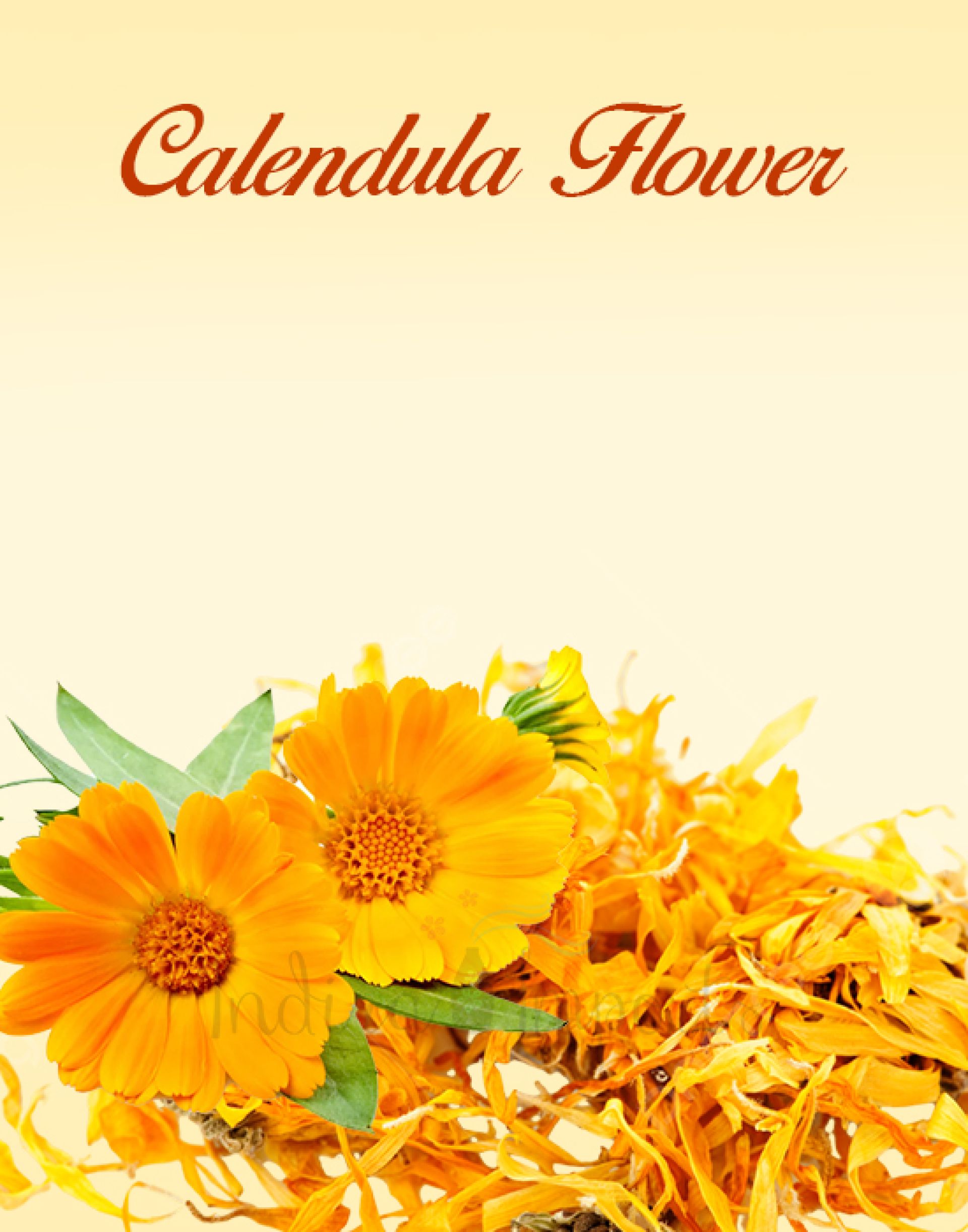 Calendula Flower
