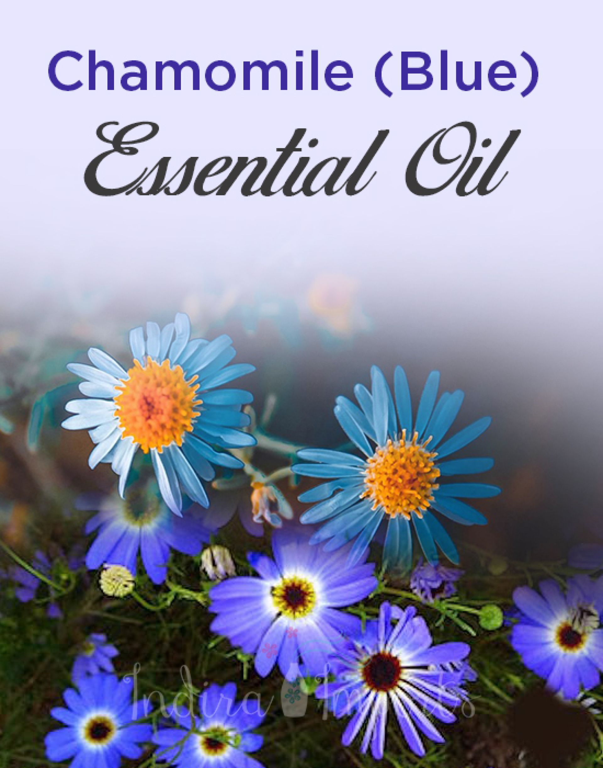 Chamomile (Blue) Essential Oil