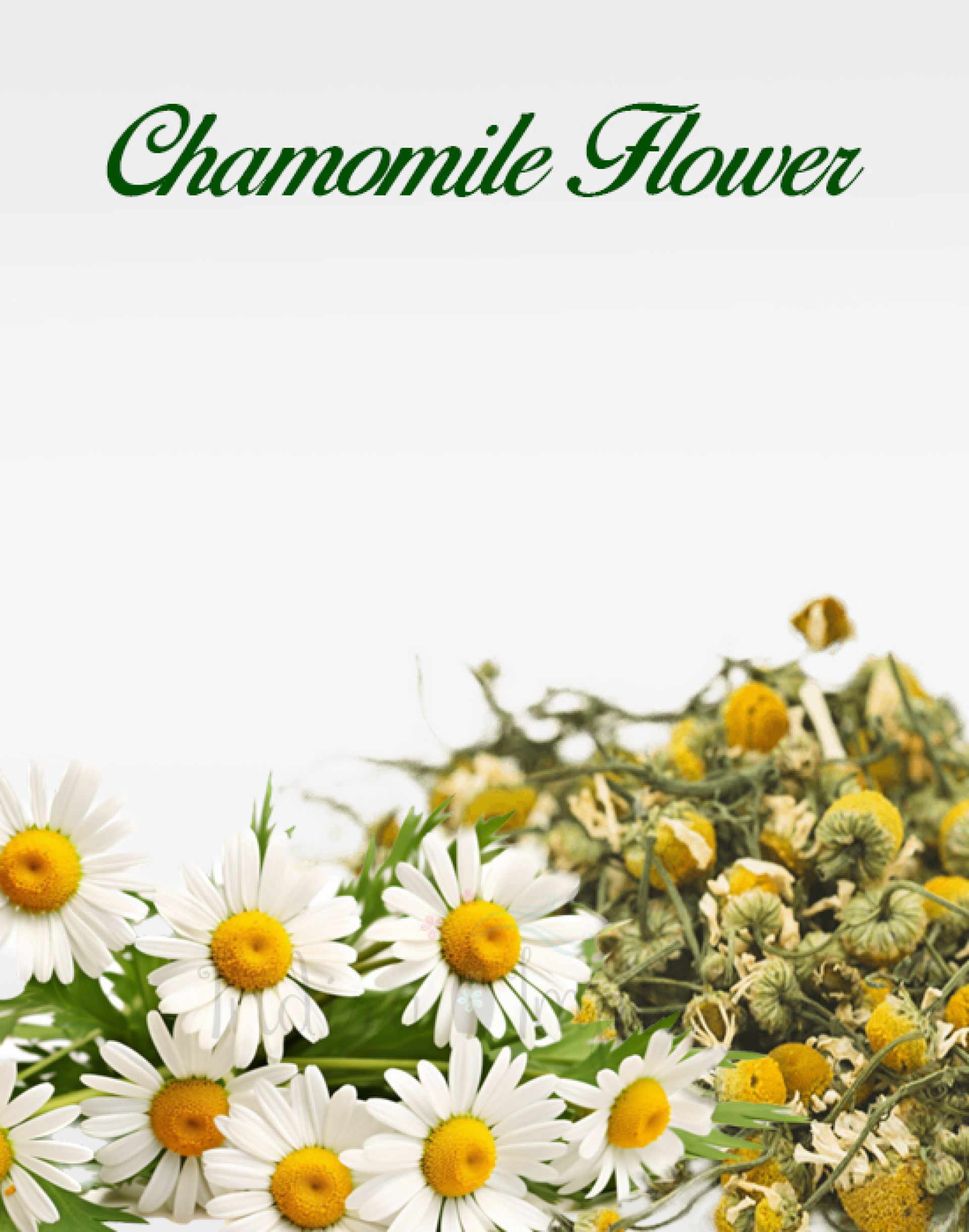 Chamomile Flower