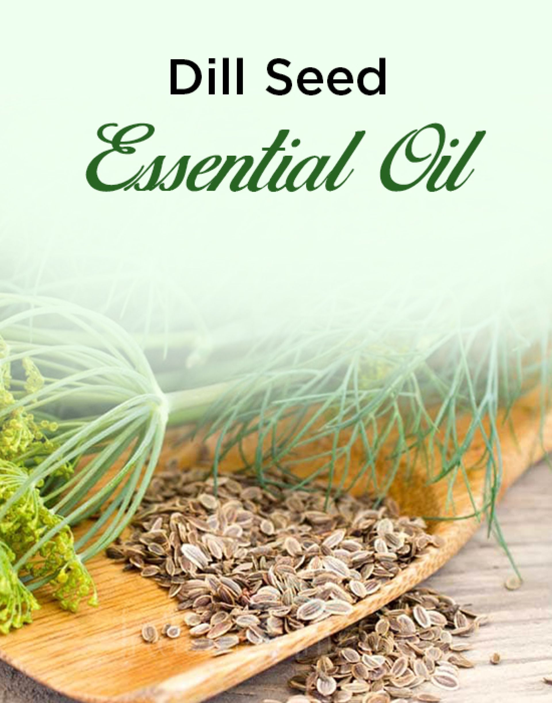 Dill Seed Essential Oil