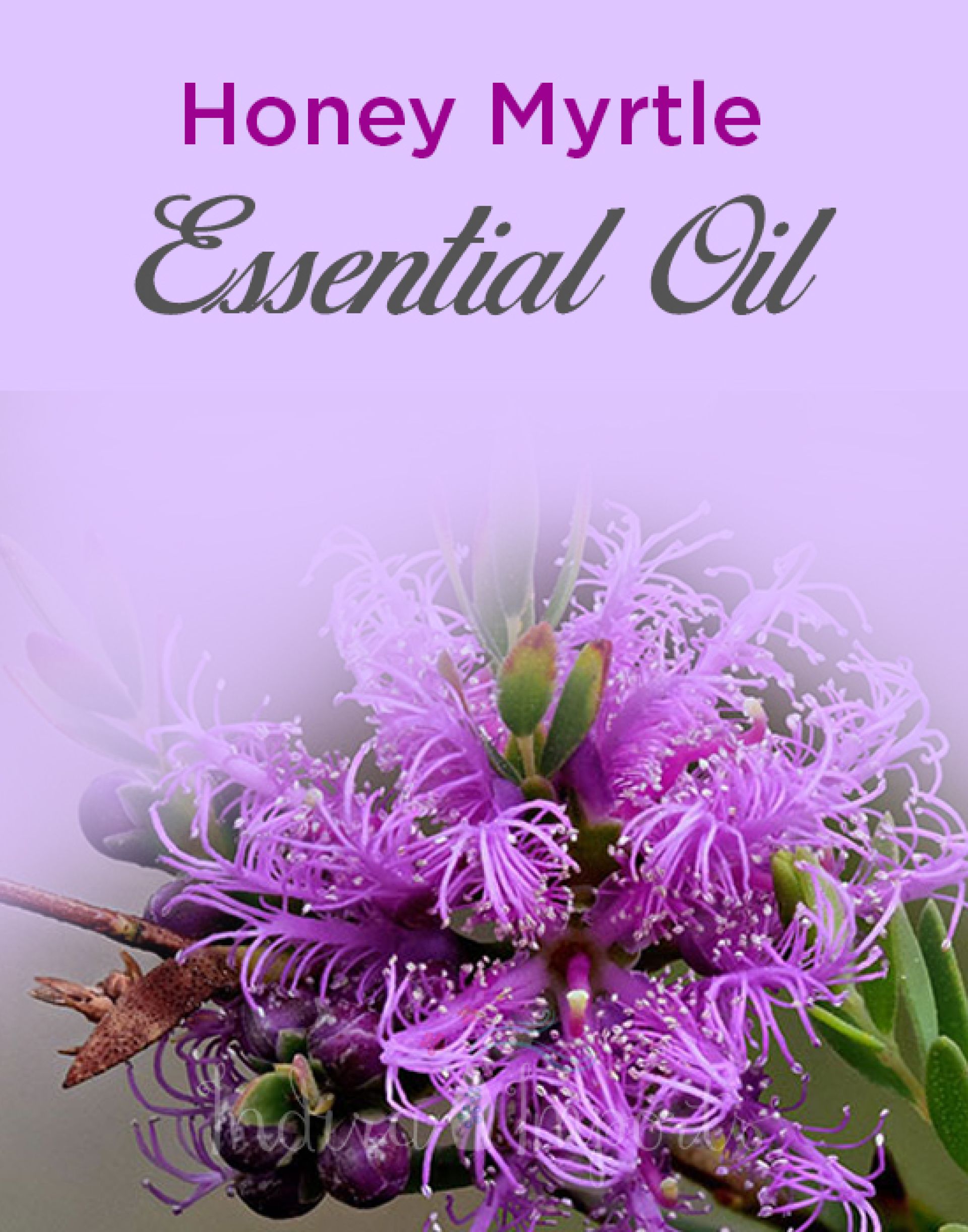 Honey Myrtle Essential Oil