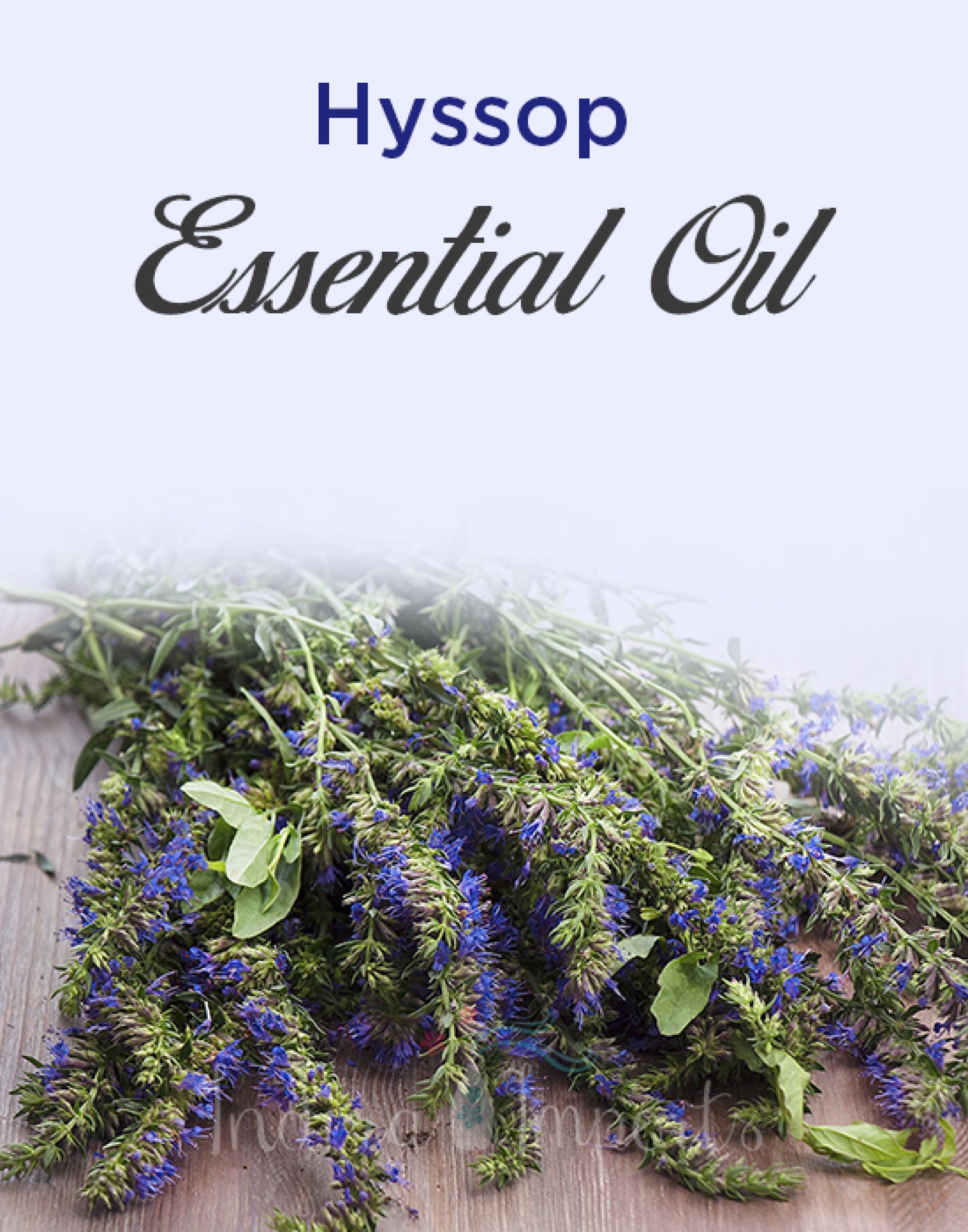 Hyssop Essential Oil