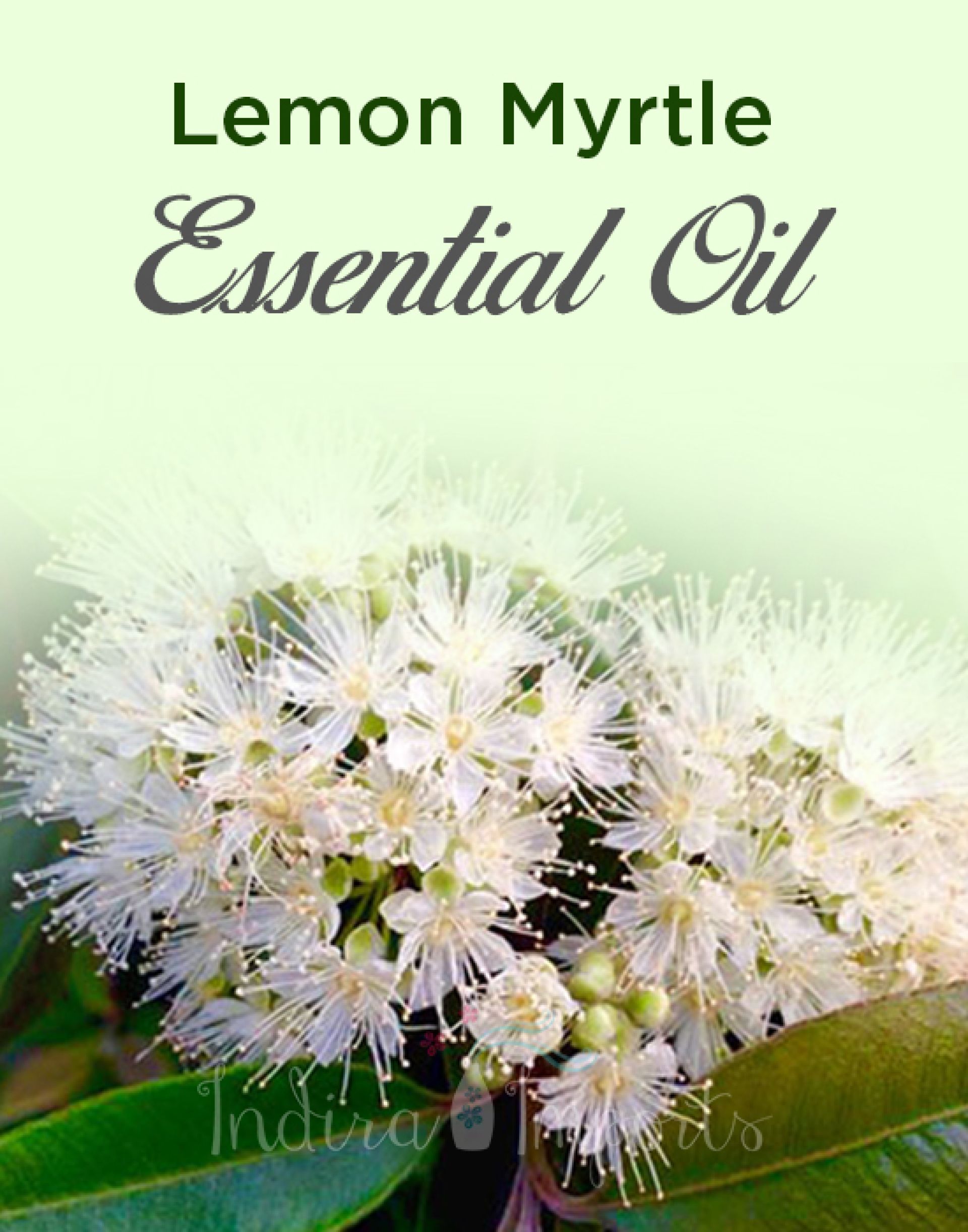 Lemon Myrtle Essential Oil