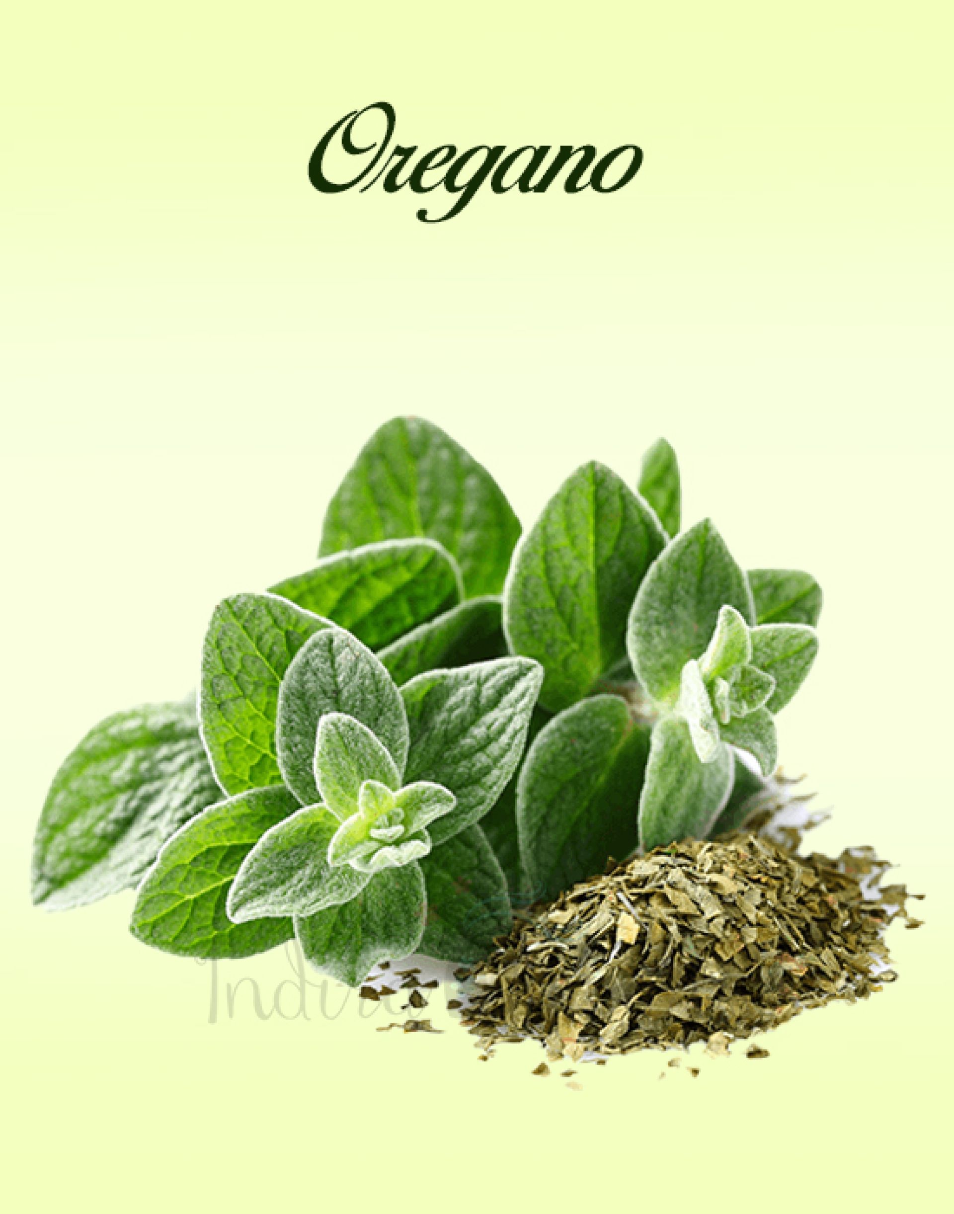 Oregano