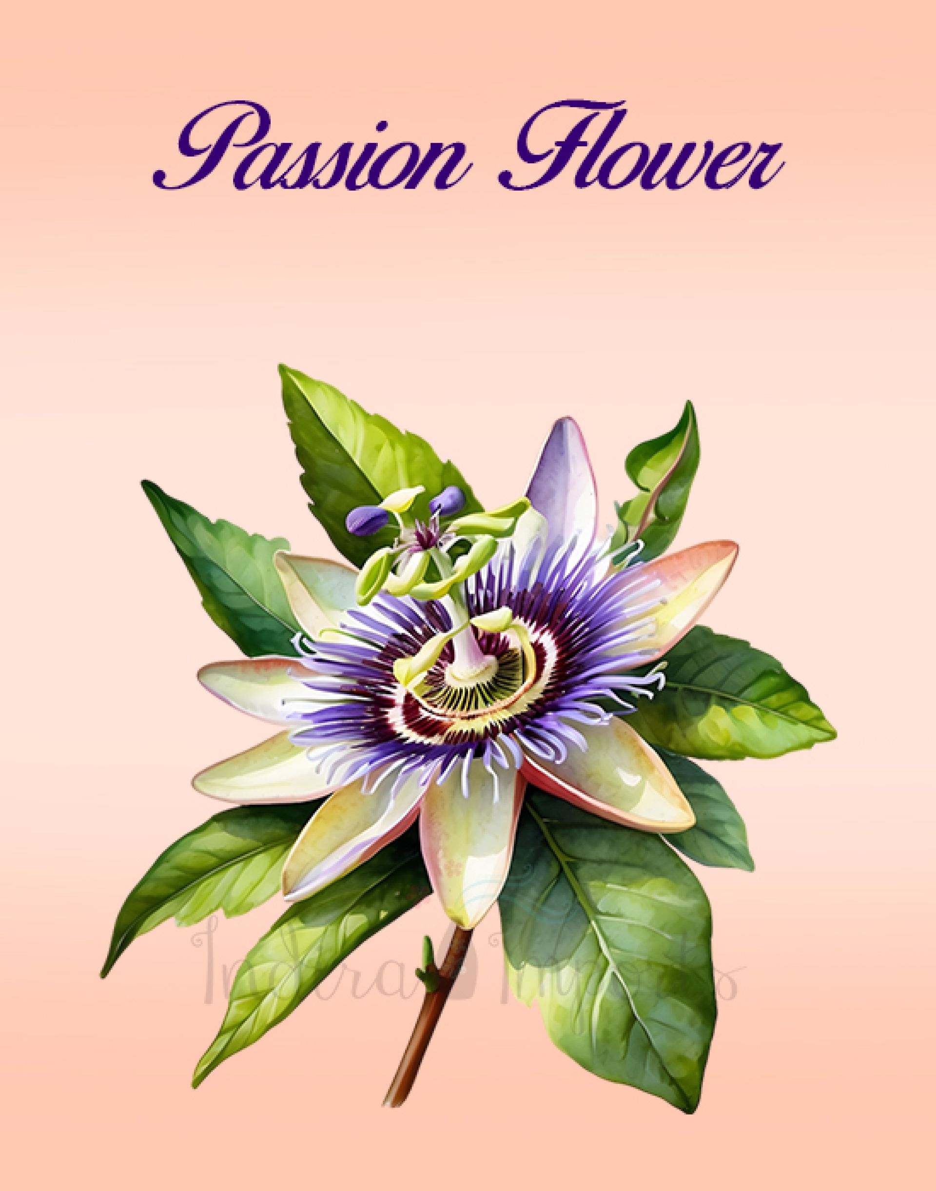 Passion Flower